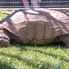 Párduc, oroszlán, gorilla - Fotóséta a Veszprémi Állatkertben Párduc, oroszlán, gorilla - Fotóséta a Veszprémi Állatkertben