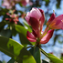 Irány a Jeli Arborétum! - Csúcsvirágzásban a rododendronok