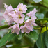 Színorgia fogadja a látogatókat a Jeli Varázskertben - Csúcsvirágzásban a rhododendronok