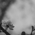 Tavasz: feketén-fehéren (fotóriport)