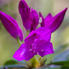 Irány a Jeli Arborétum! - Csúcsvirágzásban a rododendronok