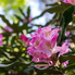 Irány a Jeli Arborétum! - Csúcsvirágzásban a rododendronok