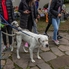 Kutyajó Nap az Állatok Világnapja alkalmából