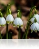 A tavasz lehelete - A Dobogó-erdő tőzikéi