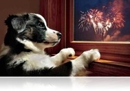 Állati jó tanácsok Szilveszterre - előzzük meg a tűzijáték-baleseteket!