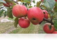 Állásfoglalás az "almabotrány" kapcsán