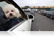 Nagy meleg, kutyasors és macskajaj: így könnyítse meg kedvence életét!