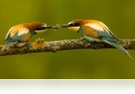 Madárparadicsomba költözik júliusban a Mediawave