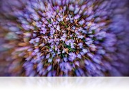 Csúcsvirágzásban a koratavaszi növények a Szelestei Arborétumban