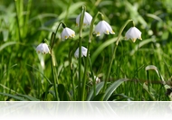 Tőzikeliget a Dobogó-erdőben