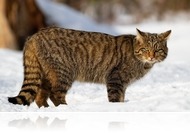 Vadmacskát is felvett a vadkamera az Őrségben