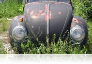 Bogárblog - Tavaszi reneszánsz