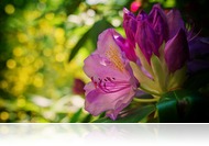 Jeli Arborétum: Európa egyik legszebb botanikuskertjében még virágzanak a rhododendronok
