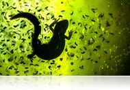 Varázslatos Magyarország - A Magyar Természetfotó Nagydíja 2025