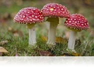 Gombaszezon a Vásárcsarnokban