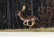 Dámszarvas lesen a Bánokszentgyörgy-Haraszti dámkertben