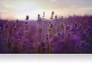 3 kihagyhatatlan levendulaszörpös finomság az őszi napokra