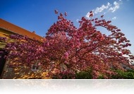 Virágzik a Batthyány téri japáncseresznye
