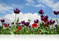 Rigácsi mákvirágok pipacsokkal cimborálnak