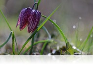 Nyílik a kockásliliom az Őrségben (fotóriport)
