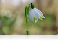 Belépés csak gumicsizmában! - Tőziketakaró az ártérben