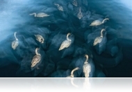 Az Év Természetfotósa 2012 - Daróczi Csaba lett a nyertes