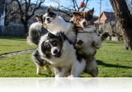 Valóban vannak „emberi” érzelmei a kutyáknak?