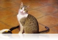 Szívszorító történet egy macskáról