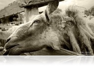 Elmaradnak a Szent György-napi vásár vasárnapi programjai a Vasi Skanzenben