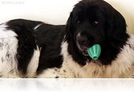 Chipet kapnak a kutyák - Csak azonosításra szolgál a kutyákba kötelezően ültetendő mikrocsip