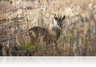 Hétvégén ne menj a Kőszegi-hegységbe - Vadászat miatt lezárják az erdő útjait