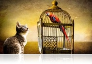 Félpercesek: Misel mesél macskáról, madárról, emberről