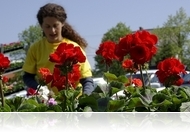 A 10. Herényi Virágút részletes programja (ápr. 29.) - frissítve