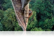 Gondolta volna, hogy ez az év természetfotója? Egy fügét vadászó orangután!