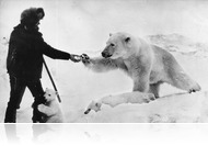 Egy ikonikus kép története, avagy így etess jegesmedvét