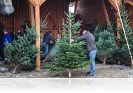 Erre figyeljen fenyővásárláskor!