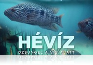 A kortárs magyar természetfilmek legjava a képernyőn