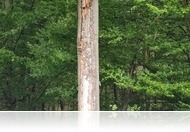 Darázsveszély a káldi Farkas-erdőben