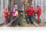 Kiderült, hogy mi fán terem az erdő
