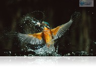 Víz a legszebb magyar természetfotókon - Megnyílt a kerítés kiállítás a Várkert Bazárban