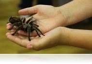 Óriáspók- és rovarkiállítás az Arena Savariában (fotóriport)