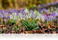 Ezek a virágok nyílnak a Szelestei Arborétumban