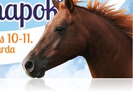 XI. Síkvölgyi Lovasnapok Tatabányán (aug. 10-11.)