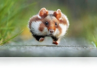 Ilyen állatságot! Ők nyerték a legviccesebb állatfotók díját (fotósorozattal)