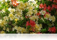 Irány a Jeli Arborétum! - Csúcsvirágzásban a rododendronok