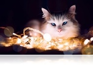 Milyen veszélyek leselkedhetnek kedvenceinkre karácsonykor?