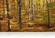 Az őszi erdő vitamindús gyümölcsei hívogatnak a Pilisi Parkerdőbe