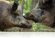 Ki hogyan udvarol az állatvilágban? – Szerelmes állatok napja a Budakeszi Vadasparkban