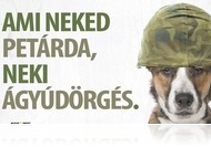 PetárdaSTOP Szilveszterre! - Praktikus tanácsok háziállat tulajdonosoknak