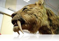 Találkozzunk a jégmúltban!- kiállítás a Savaria Múzeumban